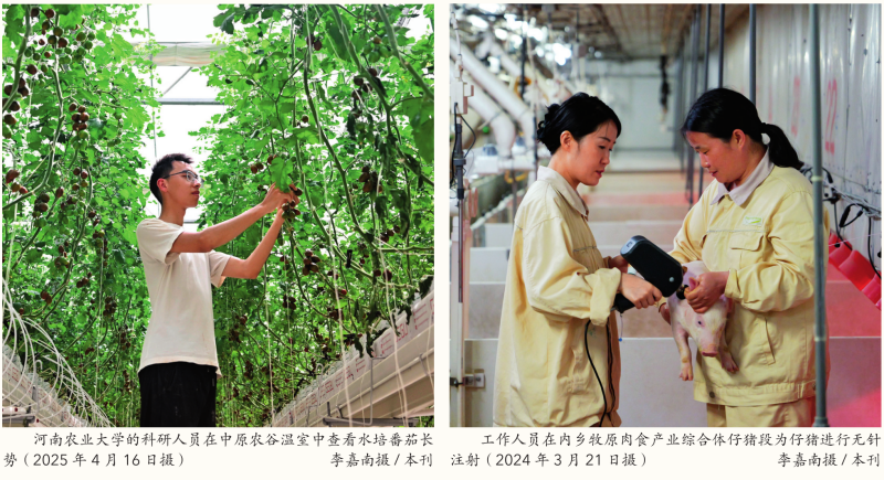 瞭望·治國理政紀事｜牢牢抓住糧食這個核心競爭力(圖5)